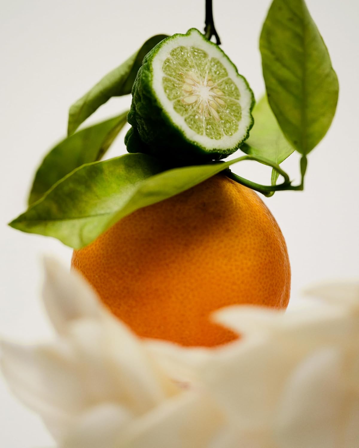 Maison Louis Marie - No.12 Bousval Natural Roll-On Perfume Oil Sample | Luxury Clean Beauty + Non-Toxic Fragrance (0.1 fl oz | 3 ml)