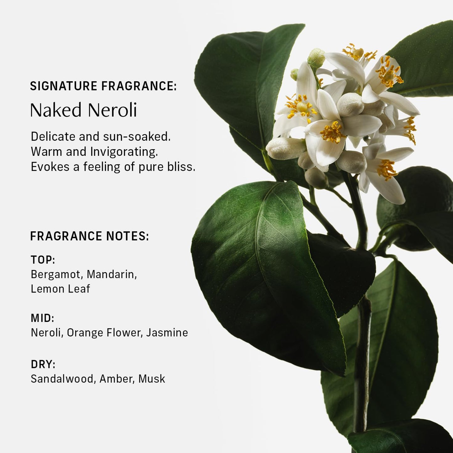 Nutrient Rich Body Cream. Naked Neroli Nourishing Moisturizer with Niacinamide and Banana Flower Extract. Deep Hydration, Thick Body Lotion, Dry Skin Cream for Women and Men, 8 Fl Oz