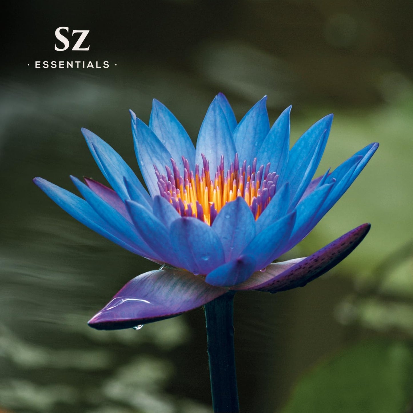 Blue Lotus Essential Oil 100% Pure, Undiluted Oil - Extracted from Nymphaea Caerulea - Rich & Sweet Scent with Fruity Overtones - Therapeutic Grade & Vegan - 0.17oz (5ml)